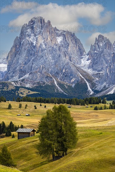 Autumnal meadows and alpine huts on the Alpe di Siusi, behind the snow-covered peaks of the Sassolungo group, Val Gardena, Dolomites, South Tyrol, Italy, Europe