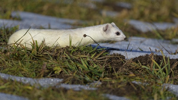 Stoat