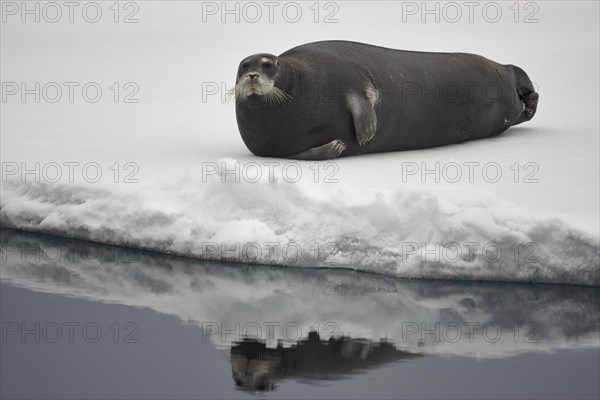 Bearded seal