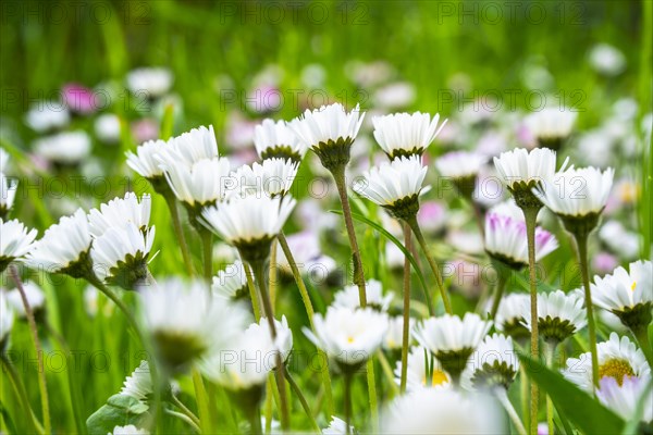 Close-up of a meadow with many white-flowered daisies