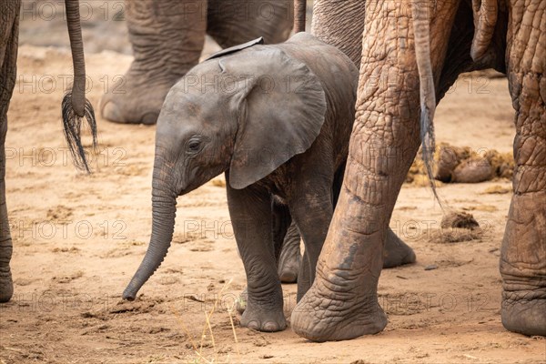 Herd of elephants with a baby elephant between its mothers legs. Cute shot of a calf in Tsavo National Park, Kenya, East Africa, Africa