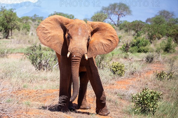 Elephant in the savannah, barren landscape in Tsavo National Park, Kenya, East Africa, Africa