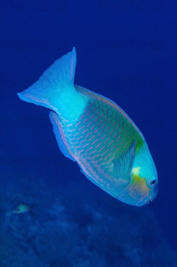 Bullethead parrotfish