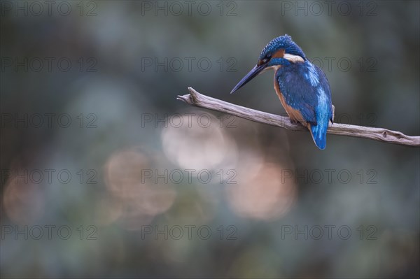 Common kingfisher