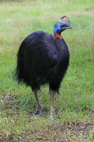 Northern cassowary