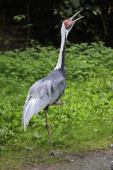 White-naped crane