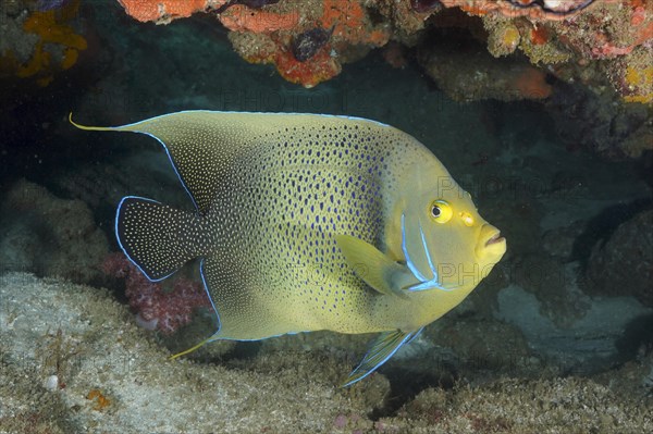 Koran angelfish