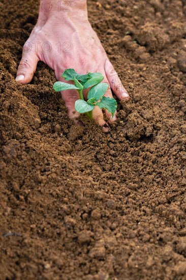 Close-up of the hands of a farmer planting a small cucumber plant in an organic vegetable garden