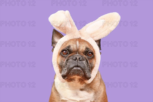 French Bulldog dog wearing Easter bunny costume ears headband on violet background