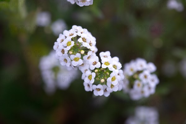 Alyssum