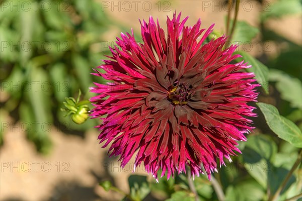 Dahlia flowers growing in a French garden park. Selestat, Alsace, France, Europe