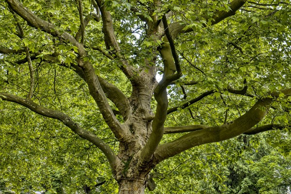 Large old plane tree