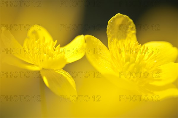 Marsh marigold