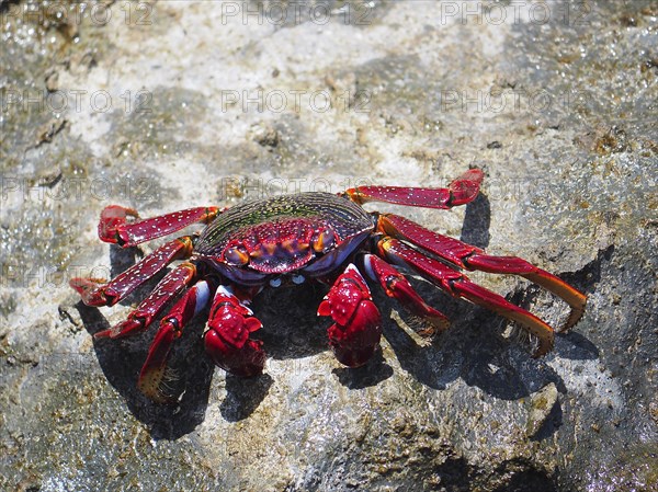 Red rock crab