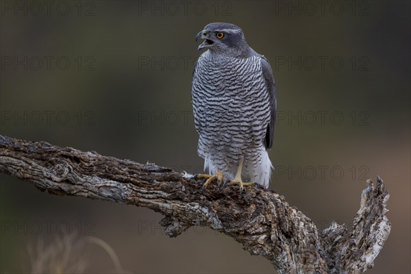 Northern goshawk