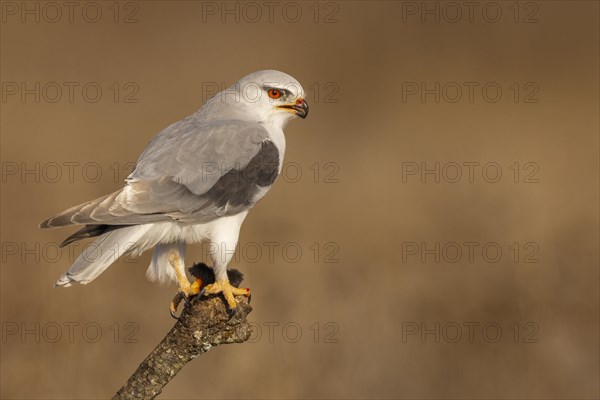 Black-winged kite