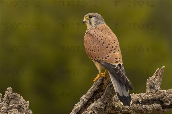 Common kestrel