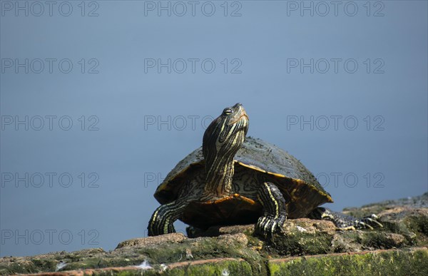 Assam roofed turtles bask in the sun in a pond