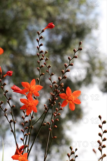 Beautiful Crocosmia flowers in nature background