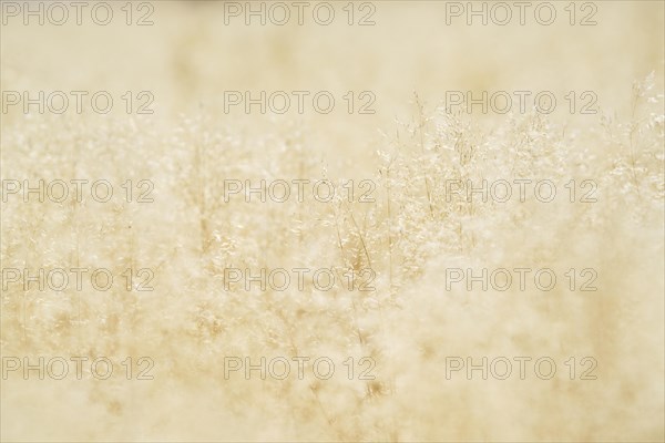 Close-up of grass blades in the field with golden light from the African sunset. Hwange National Park, Zimbabwe, Africa