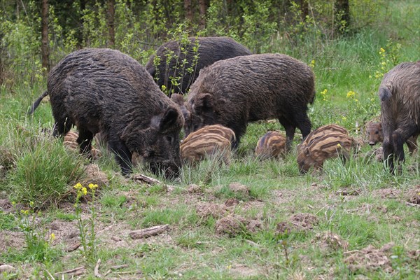 Wild boar