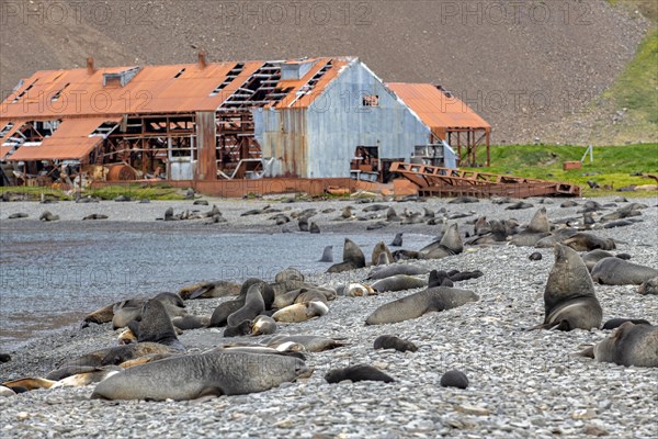 Sea Bears off South Georgia Whaling Station Stromness Bay