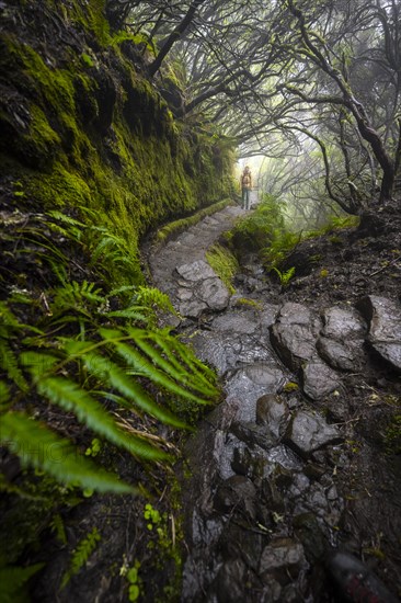 Hiker, Mystic forest with mist, Vereda Francisco Achadinha hiking trail, Rabacal, Madeira, Portugal, Europe