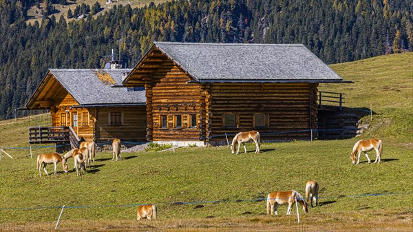 Alpine huts and grazing Haflinger horses