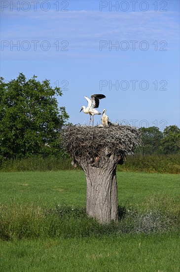 White Stork