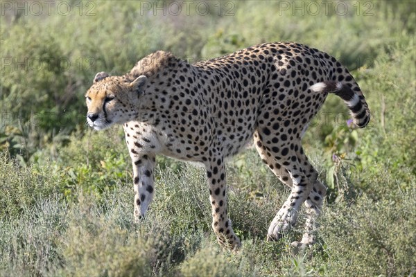 Cheetah