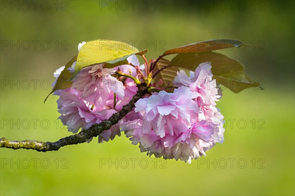 Pink cherry blossoms in spring, close up