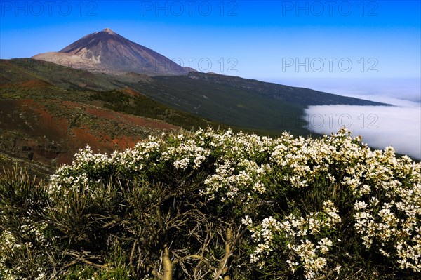 Pico del Teide at sunrise over trade wind clouds, Teide National Park, Tenerife, Canary Islands, Spain, Europe