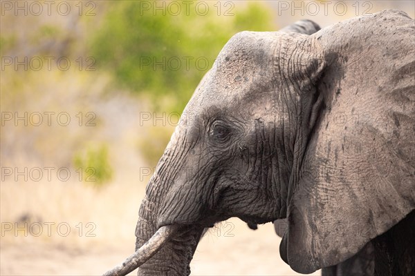 Elephant in Tsavo National Park, Kenya, East Africa, Africa