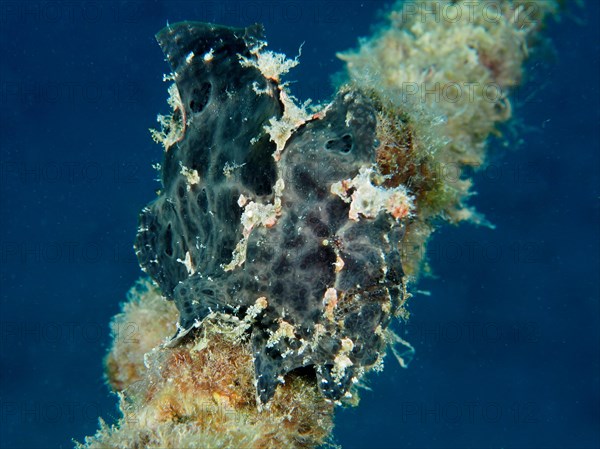 Black Giant Frogfish