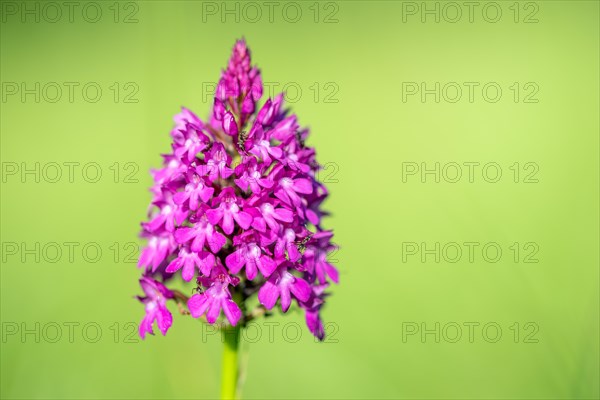 Pyramidal orchid in a meadow in spring. Alsace, France, Europe