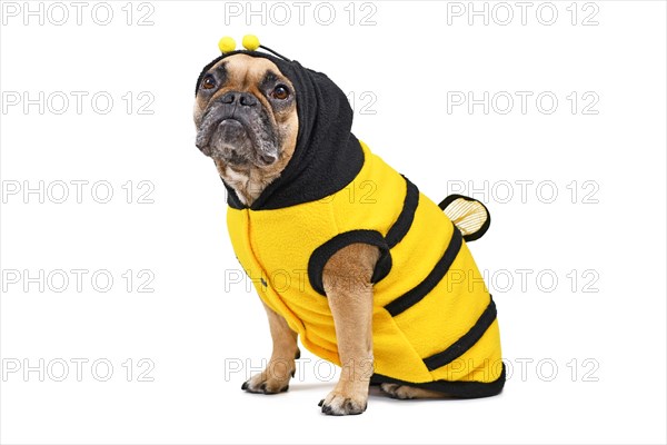 French Bulldog wearing a cute and funny striped bee dog costume with hood and antlers and wings on back