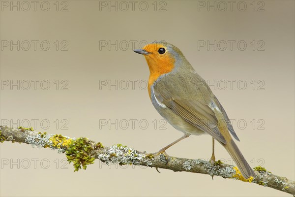 European robin