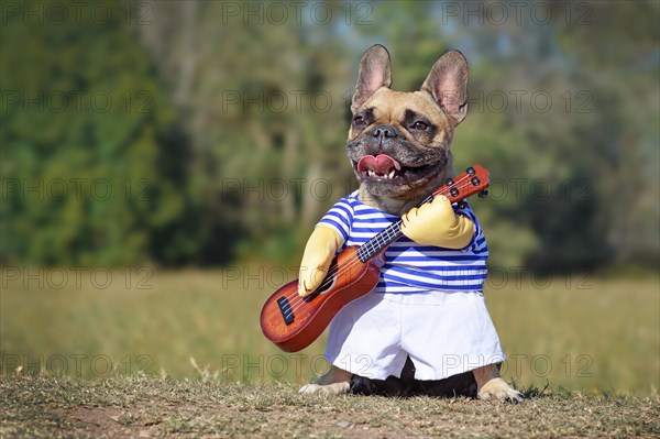 Cute happy French Bulldog dog dressed up as musician wearing a funny costume with striped shirt and fake arms holding a guitar