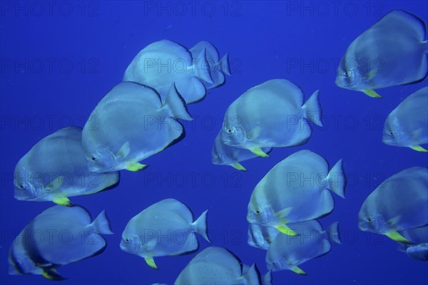 Group of roundhead batfish