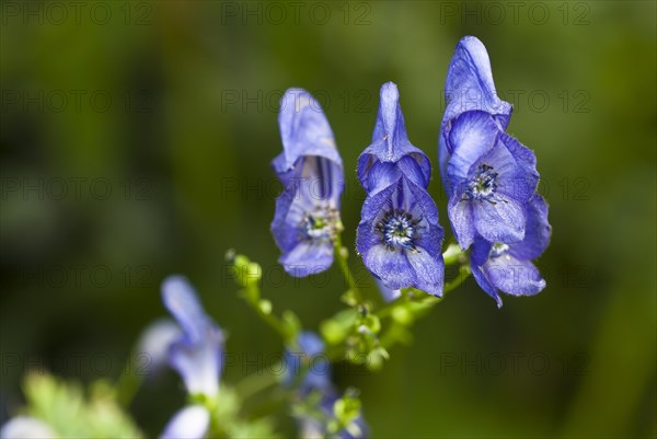 Monkshood