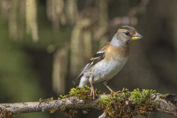 Brambling