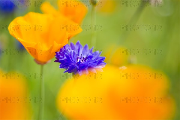 Blue cornflower