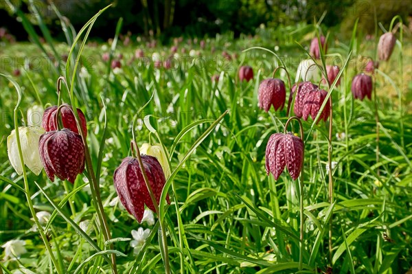 Snakes head fritillary