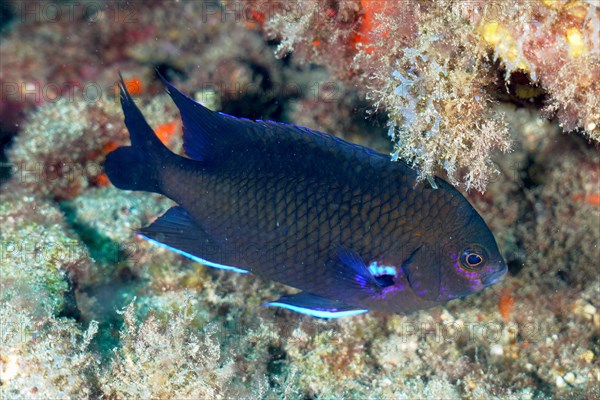 Neon reef fish