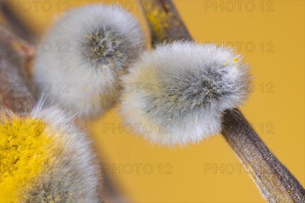 Flowering palm catkins