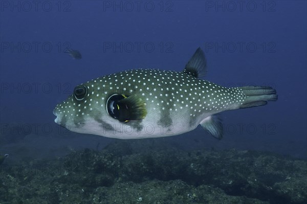 White-spotted puffer