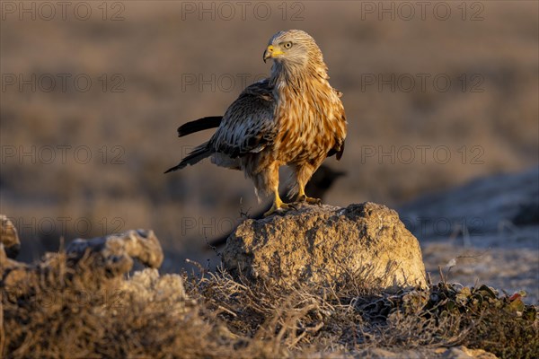 Red Kite