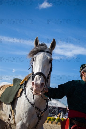 Head of a horse outdoors with partial harness in view