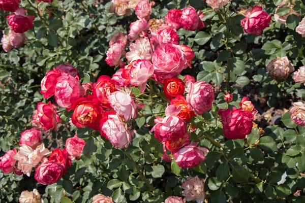 Blooming beautiful bunch of roses in spring garden