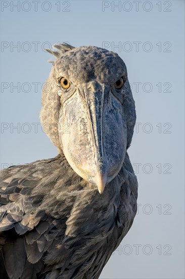 Shoebill